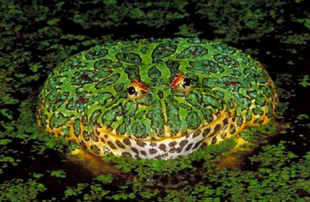 a96745_ornateHornedFrog
