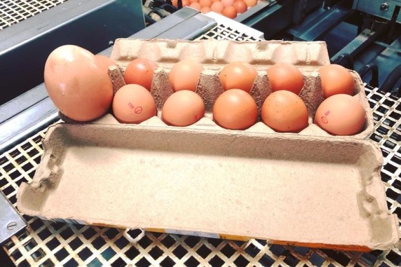 卵パックの中に巨大な卵が1つ混入。割ってみるとマトリョーシカ！！（オーストラリア）