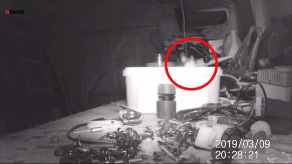 作業小屋の道具が知らぬ間に片付けられている。この謎を探るべく監視カメラをしかけたところ、驚きの結末が！