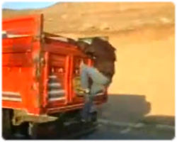 走っているトラックの荷台から羊を盗み出す2人組みの男たち