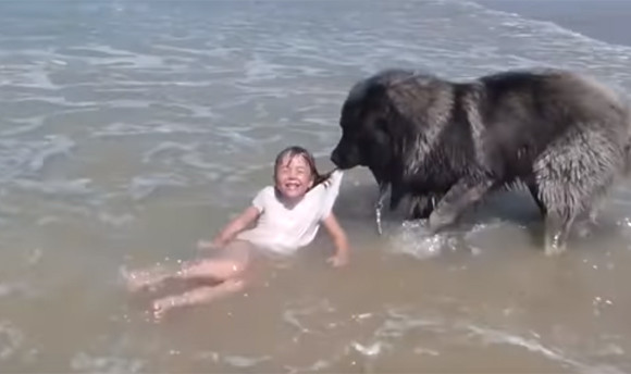 少女が海で遊んでいたのをじっと見守っていた犬だったが、危ない！と判断。少女を海から救い出そうとする（フランス）