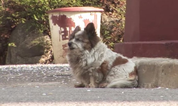 飼い主に置き去りにされた犬。以来10年間、再び飼い主が来るのを信じ、同じ場所で待ち続けている。