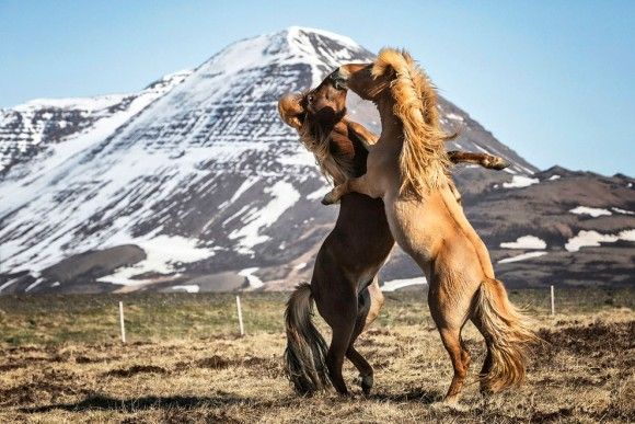 アイスランドに生息する美しく力強い野生の馬たちの写真
