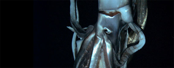 深海の巨大生物「ダイオウイカ」その姿がついにお茶の間に顔を出す