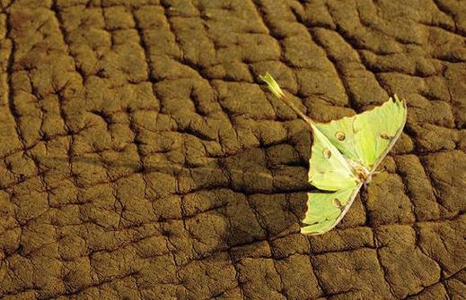 Moth-elephant_1402375i