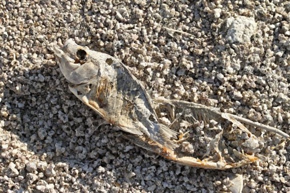 美しい！でも近づいてみると・・・大量の魚の死骸から出来た湖の墓場「ソルトン・シー・ビーチ」