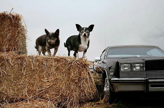 old_dogs_04