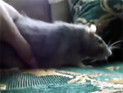 【動画】動きを静止するシリーズ：ネズミの戦闘力をゼロにする方法