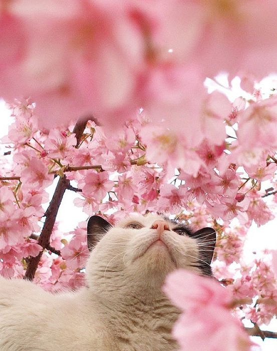 cherry_blossom_tree_cats_10