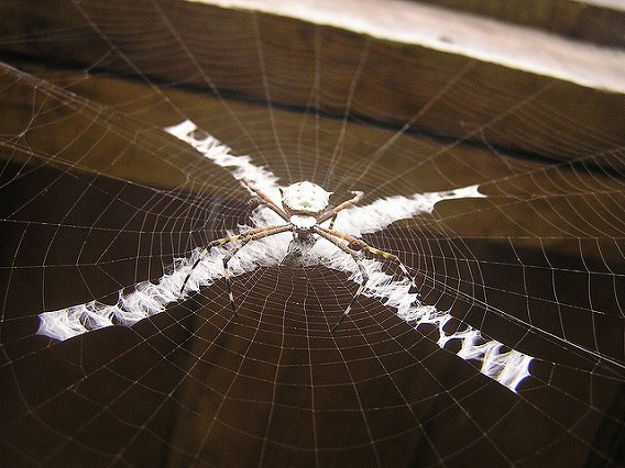 web decoration stabilimentum 2