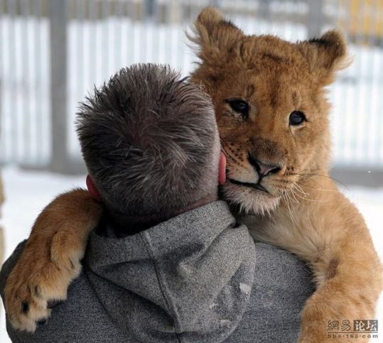 lion_and_man_05