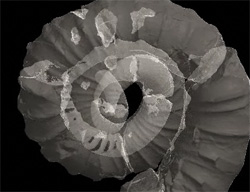 化石の構造が良くわかる、化石標本をCTスキャンして回転させた「動く化石図鑑」