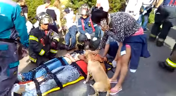 「大丈夫？大丈夫？」バス事故に遭遇し横たわる飼い主のそばを離れず必死に慰めようとする犬（コロンビア）