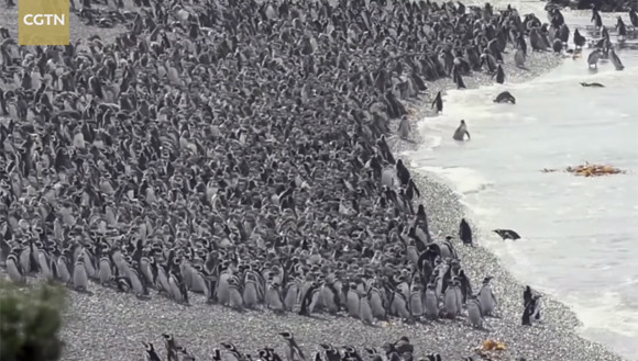 超大量のペンギン上陸。100万羽を超えるマゼランペンギンたちが地面を覆いつくす　(アルゼンチン)