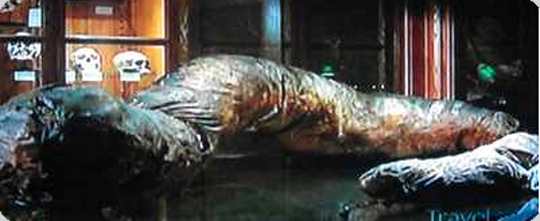 お化け屋敷よりも怖い？世にも奇妙で不気味な世界１０の博物館