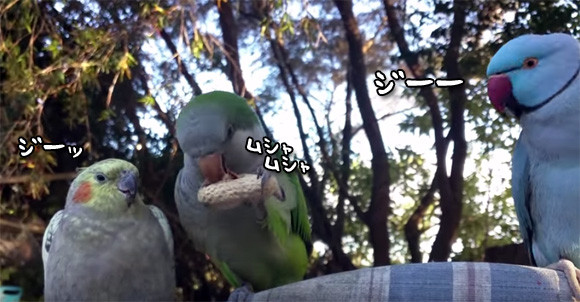 くれよ！やだよ！ピーナッツを見せびらかしながら食べているインコに対する残り2羽のインコたちの反応