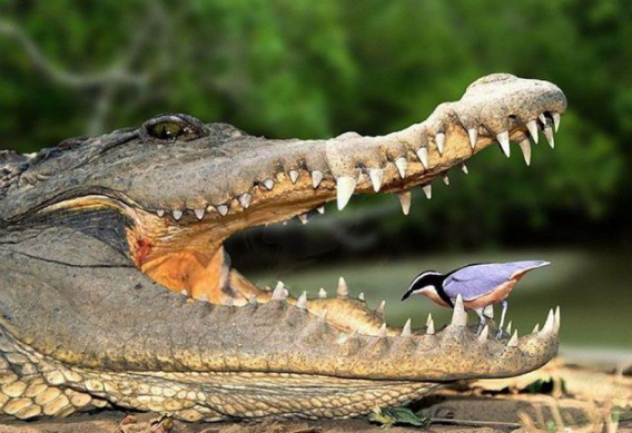 these_funny_animals_451_640_01