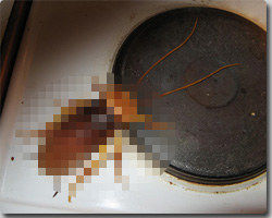 アメリカ、ニューヨークに謎の新種ゴキブリ繁殖中！？