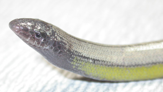 ヘビそっくりのトカゲ。ロサンゼルス空港滑走路の端で新種のアシナシトカゲが発見される。（米カリフォルニア州）
