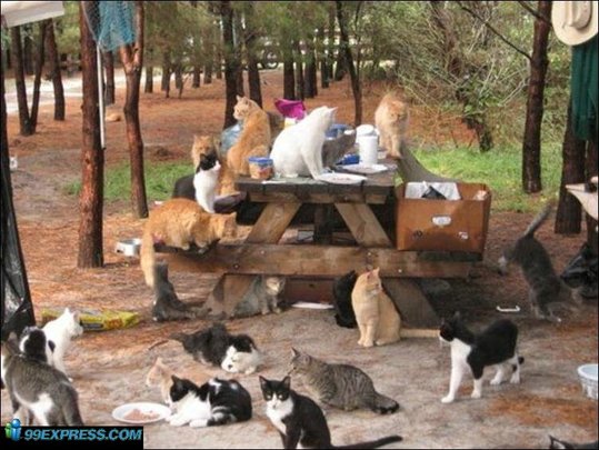 cat-rancho-07