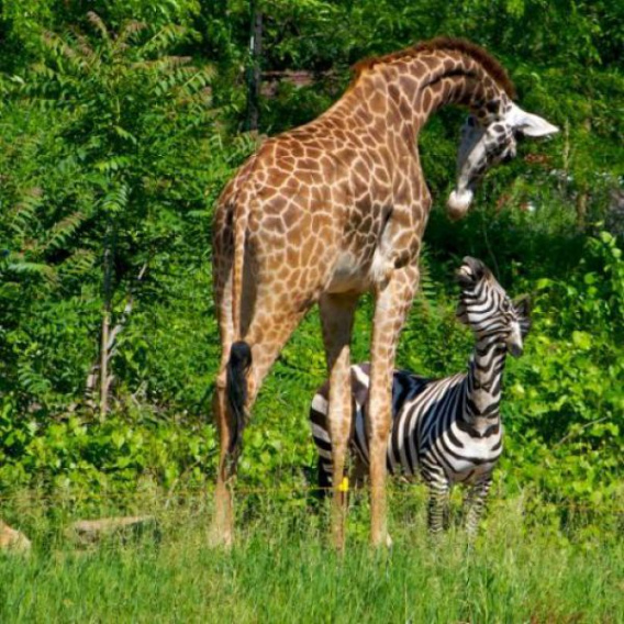 these_funny_animals_451_640_06