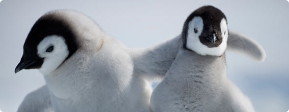 キーンと冷え切った極寒の南極でぽっかぽかな子育てをするコウテイペンギンたち（画像・動画）