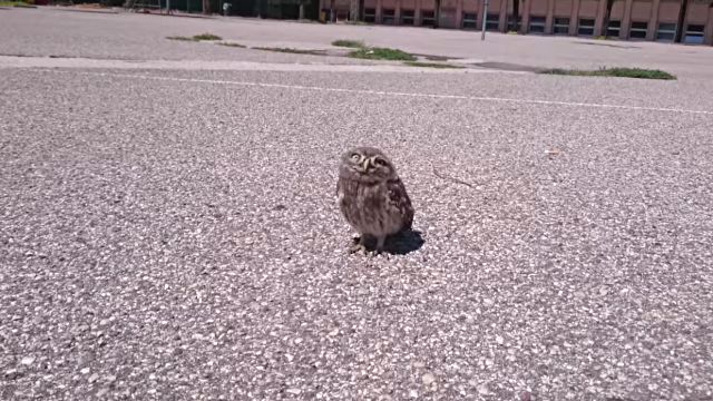 こんなところで何しているの？可愛いフクロウとアスファルトの上の接近遭遇