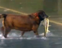 ハリケーン「サンディ」の影響で浸水した道路にサケが流出、犬たちのおいしいごはんとなる