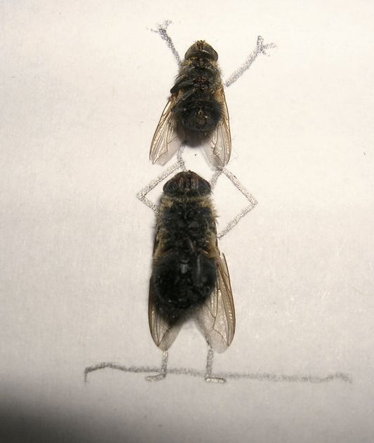 dead_flies_12