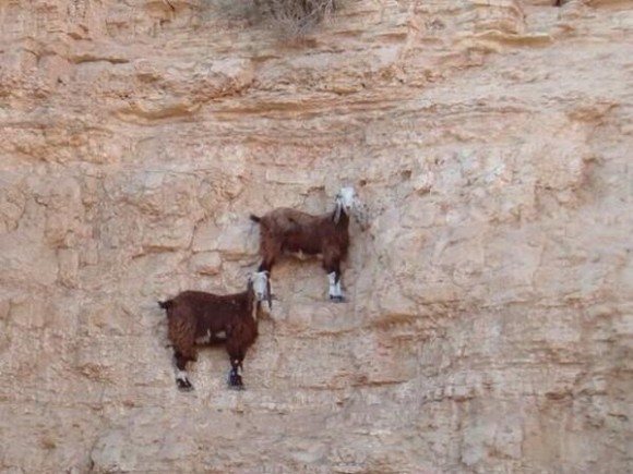 壁画かよ！地球上で重力に戦い続けるヤギたちの崖っぷちな風景