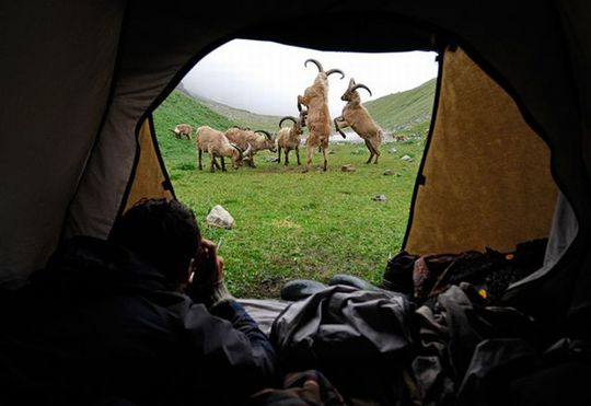 invisible_wildlife_photographer_03