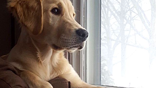 そりゃあ雪は楽しいよ、ほどほどならね。大雪に見舞われた動物たちの表情はこんな感じ