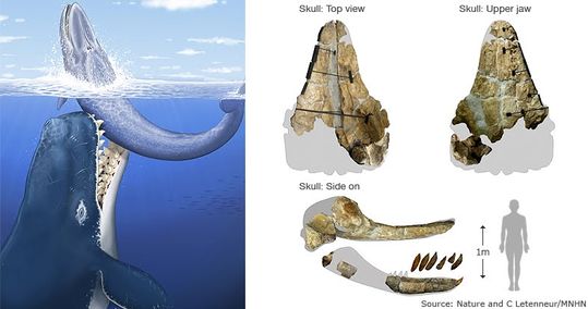 whale_786_2