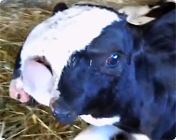 アメリカ、ユタ州で本来ある鼻の部分に口がある奇妙な形状の牛が生まれる
