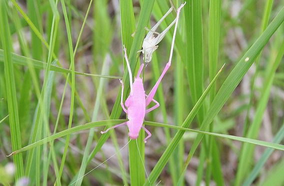 pink katydid 4