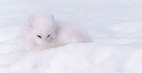 Comuflage_01