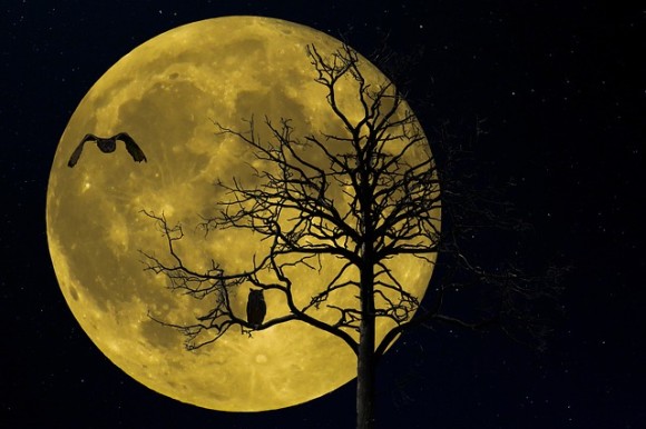 夜は枝の先端を下げて眠る。世界で初めて眠る木々の姿を観察（ハンガリー研究）