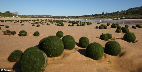 浜辺に大量のまりもっこり？シドニーの浜辺に打ち上げられた謎の浮遊物体(オーストラリア)