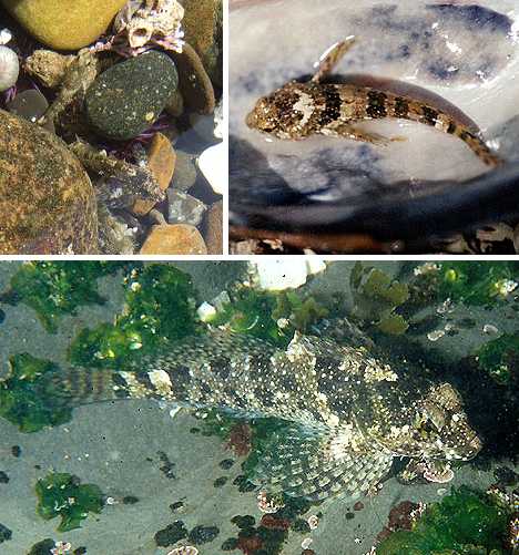walking_fish_3