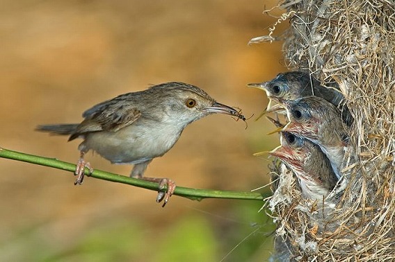 birds_39
