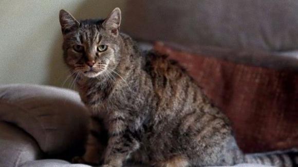 【R.I.P.】世界最高齢の猫ナツメグさん、永遠の眠りにつく。享年32歳