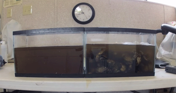 濁った水がこんなにきれいに！カキ（牡蠣）の驚くべき浄化作用がわかるタイムラプス動画