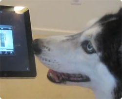 これはうまい！ipadで美声を披露する名シンガー犬