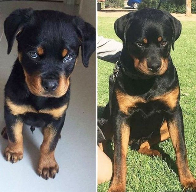 beforeafter3_e