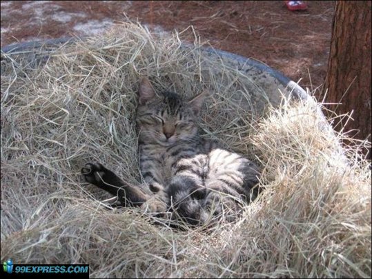 cat-rancho-40