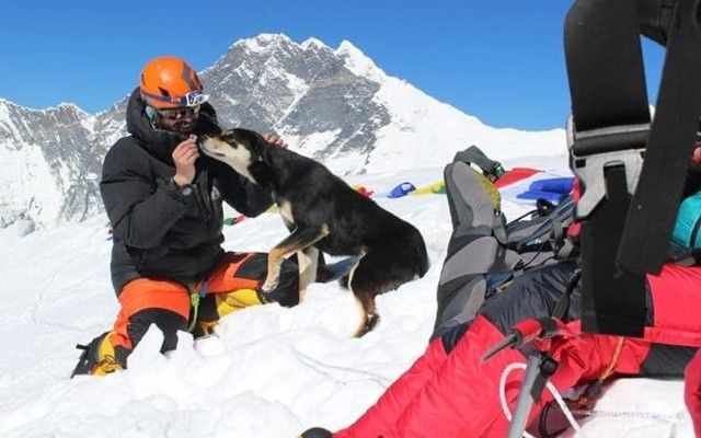 犬界初か。登山隊にくっついて、ヒマラヤにある山を登った犬のメラ