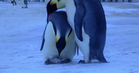 お願い生き返って・・・我が子を失ったペンギンのお母さんの悲しみが伝わる映像