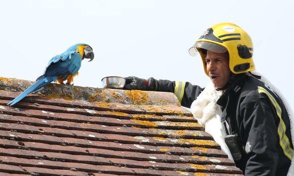屋根の上から3日も降りてこないインコを助けようとした消防士。なぜかインコに口汚くののしられる（イギリス）