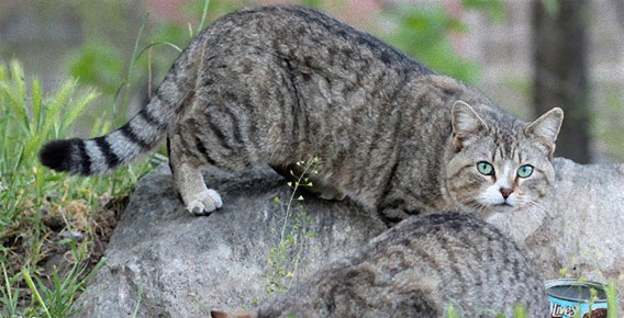 米ニューヨーク、マンハッタンにある野良猫たちの避難所「モーニングサイドパーク」