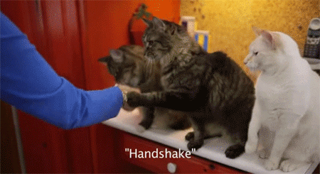 猫、手話を覚える。耳の不自由な猫に手話を教える耳の不自由な女性（アメリカ）